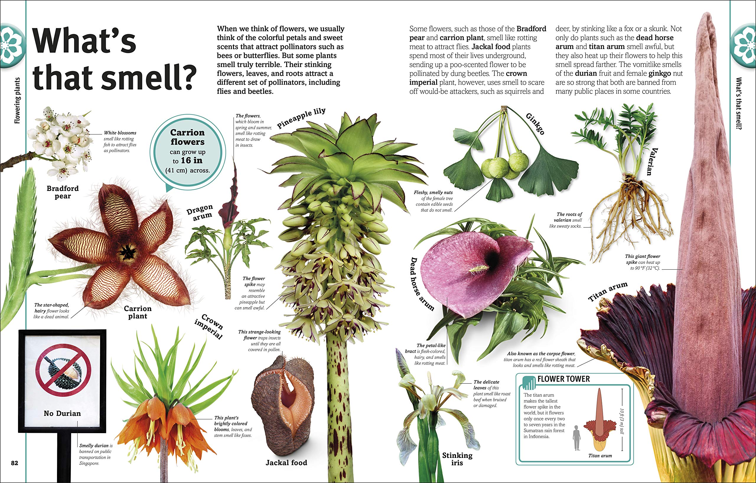 Trees, Leaves, Flowers And Seeds: A Visual Encyclopedia Of The Plant Kingdom