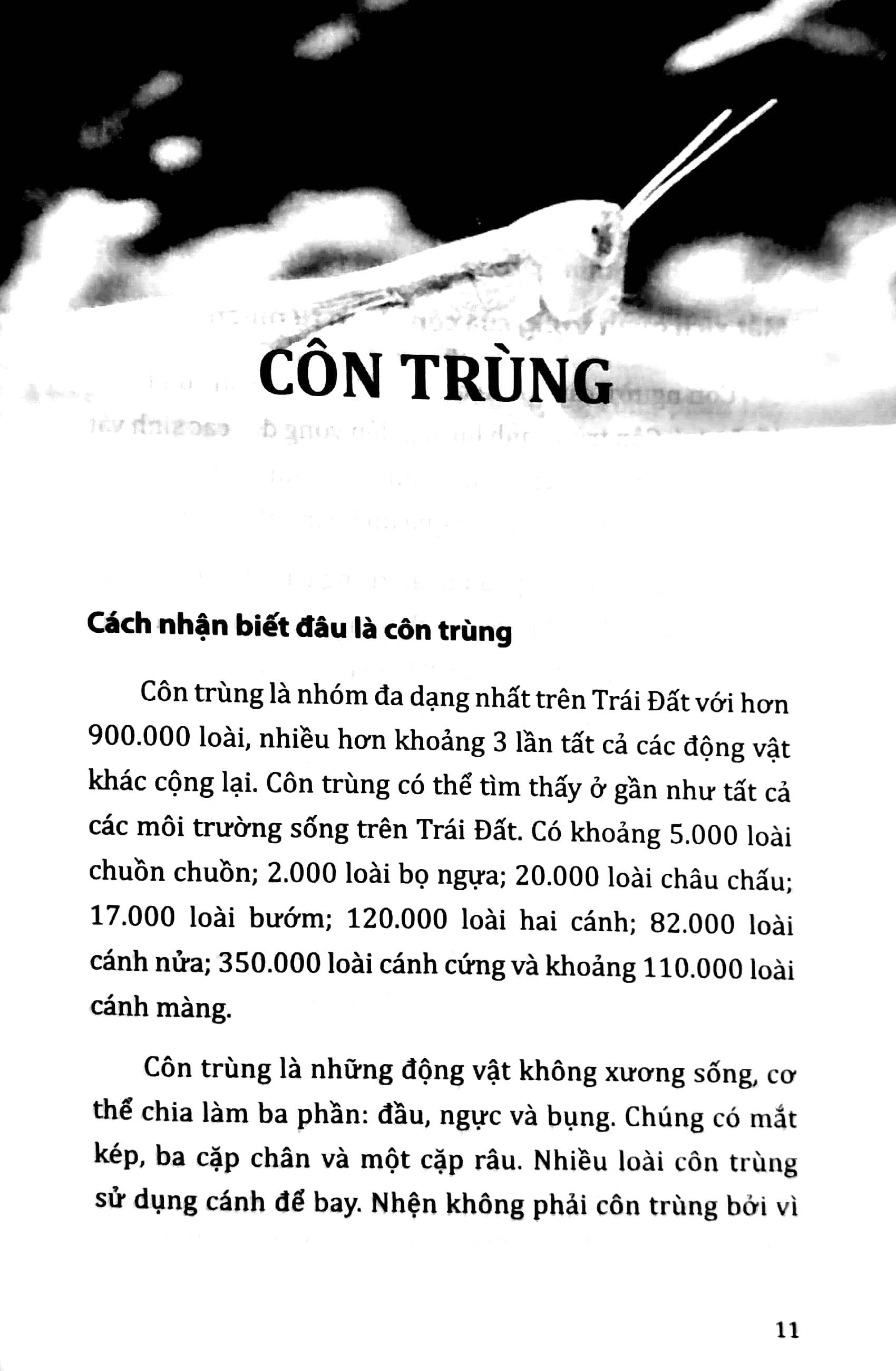 tri thức bách khoa - côn trùng, loài cá, động vật lưỡng cư