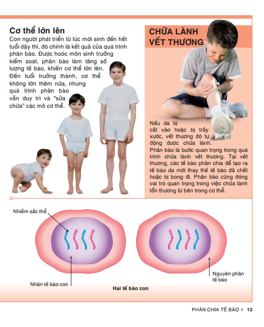 tri thức trong lòng bàn tay - bách khoa thiếu nhi: cơ thể người