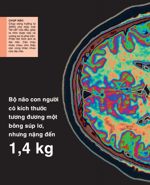 tri thức trong lòng bàn tay - bách khoa thiếu nhi: cơ thể người