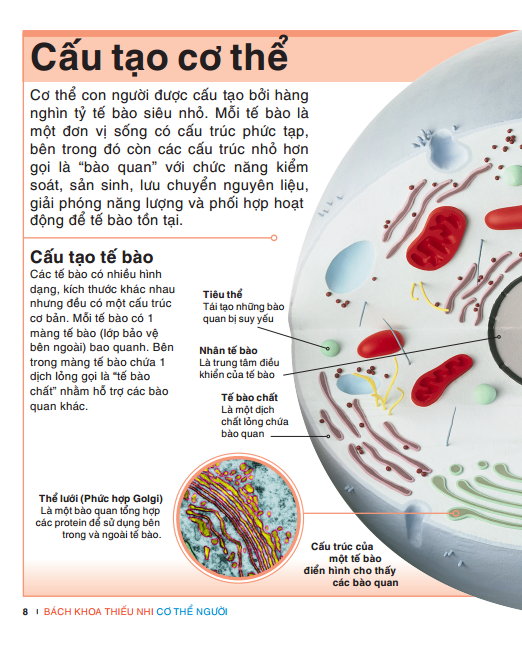 tri thức trong lòng bàn tay - bách khoa thiếu nhi: cơ thể người