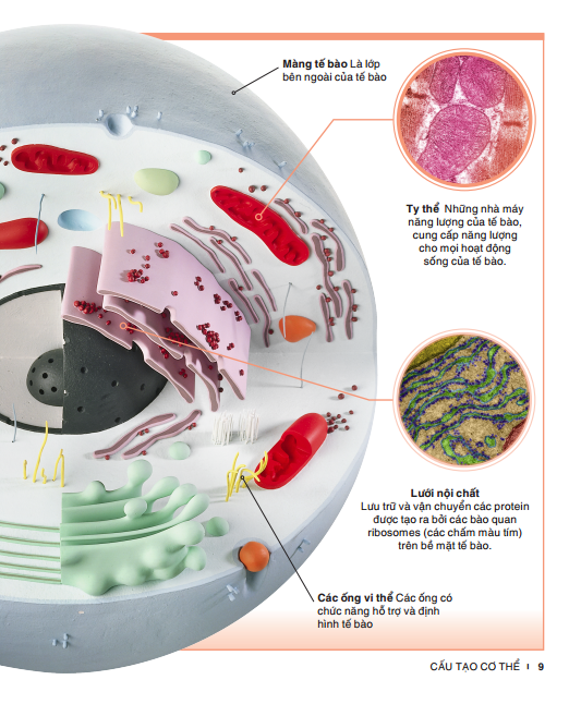 tri thức trong lòng bàn tay - bách khoa thiếu nhi: cơ thể người