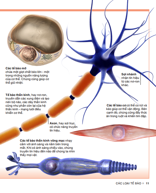 tri thức trong lòng bàn tay - bách khoa thiếu nhi: cơ thể người