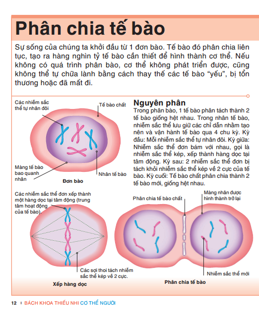 tri thức trong lòng bàn tay - bách khoa thiếu nhi: cơ thể người
