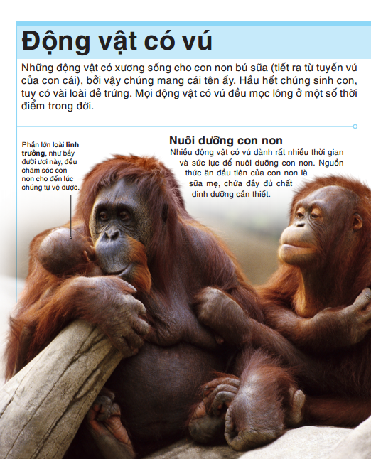 tri thức trong lòng bàn tay - bách khoa thiếu nhi - động vật (bìa cứng) (tái bản 2022)