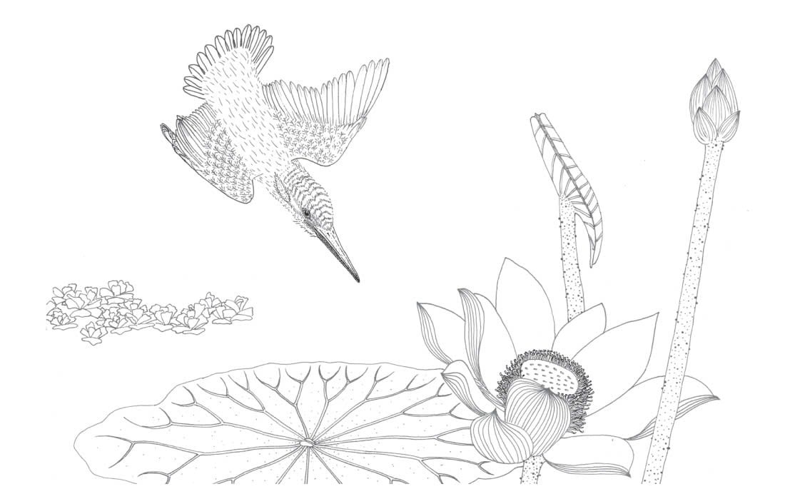 trong đầm gì đẹp bằng sen - sách tô màu