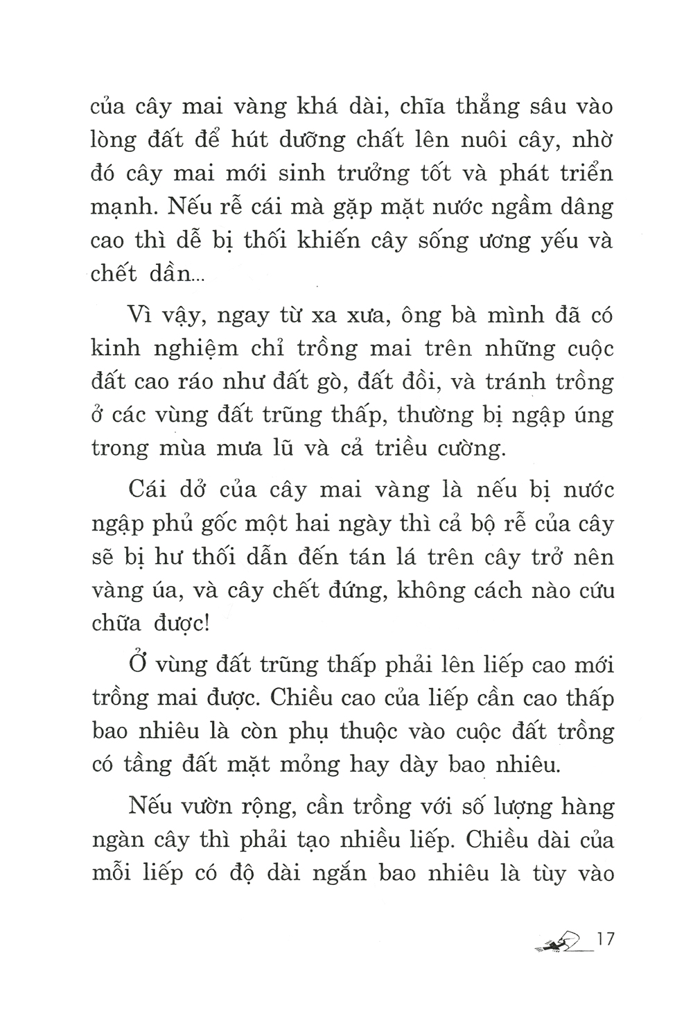 trồng mai - kỹ thuật bón tưới, phòng trừ sâu rầy, bệnh hại