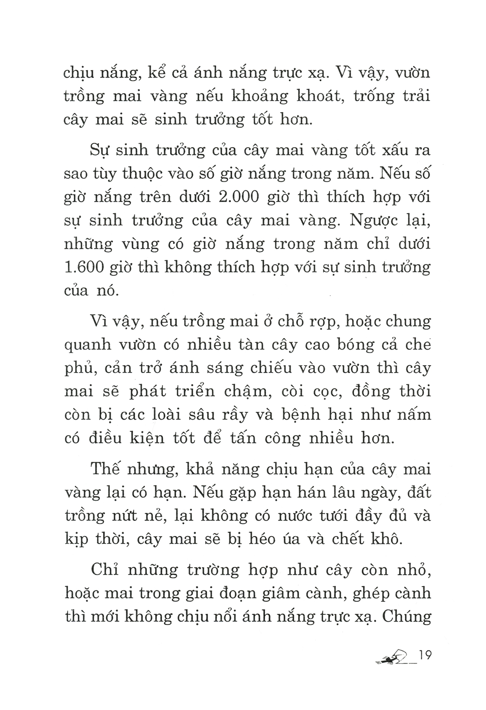 trồng mai - kỹ thuật bón tưới, phòng trừ sâu rầy, bệnh hại