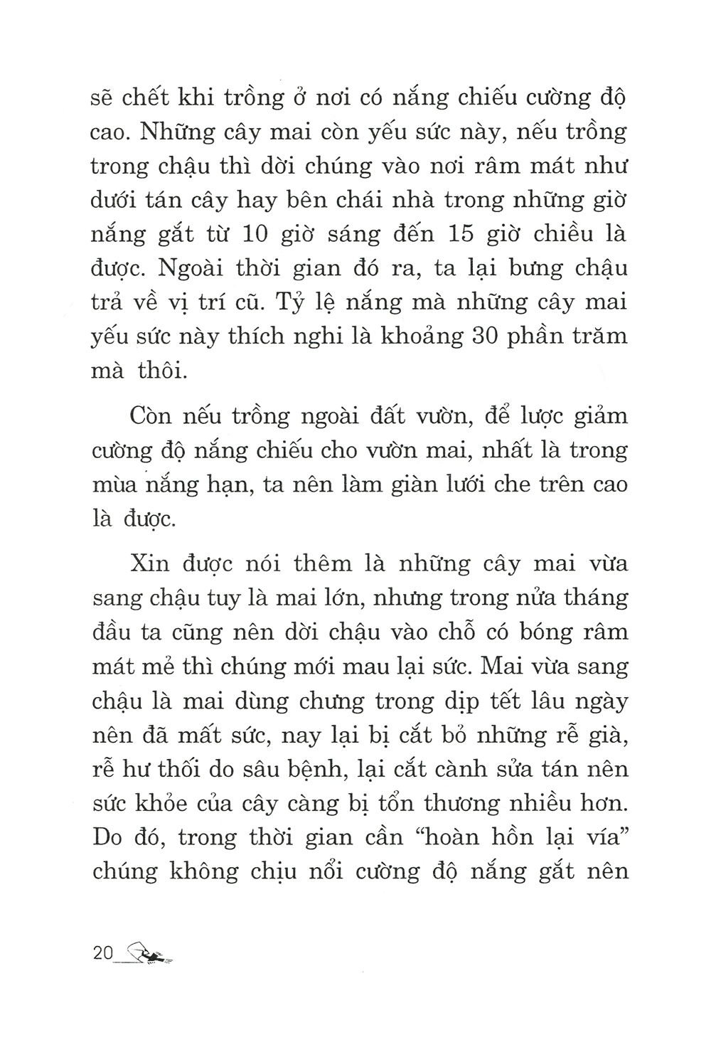 trồng mai - kỹ thuật bón tưới, phòng trừ sâu rầy, bệnh hại