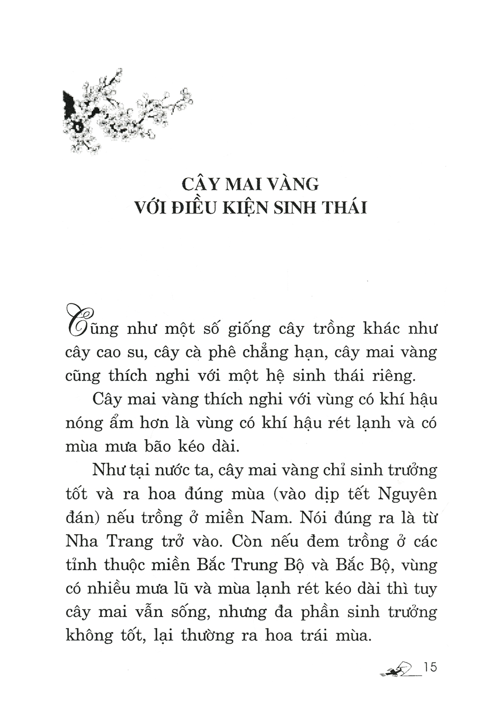 trồng mai - kỹ thuật bón tưới, phòng trừ sâu rầy, bệnh hại