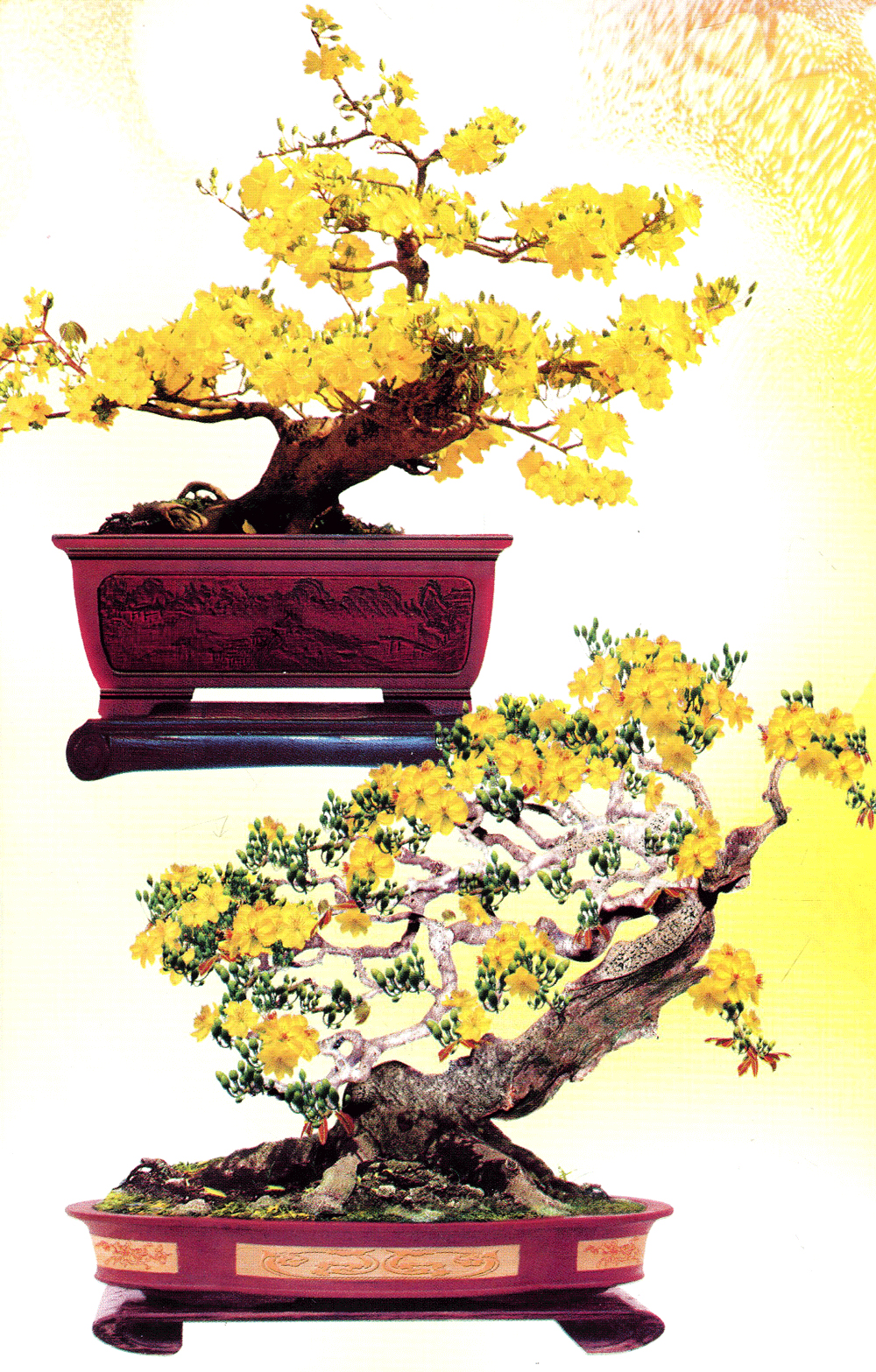 trồng mai - kỹ thuật bón tưới, phòng trừ sâu rầy, bệnh hại