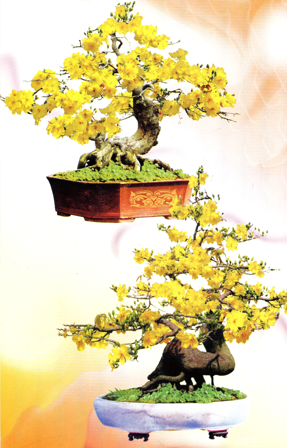 trồng mai - kỹ thuật bón tưới, phòng trừ sâu rầy, bệnh hại