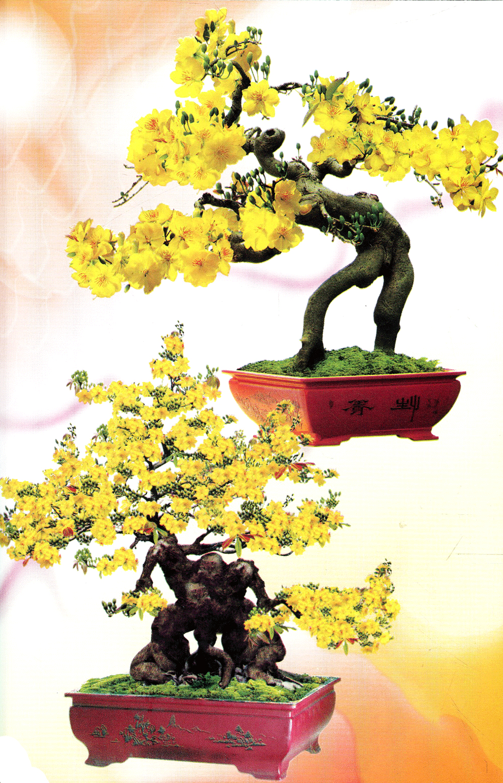 trồng mai - kỹ thuật bón tưới, phòng trừ sâu rầy, bệnh hại