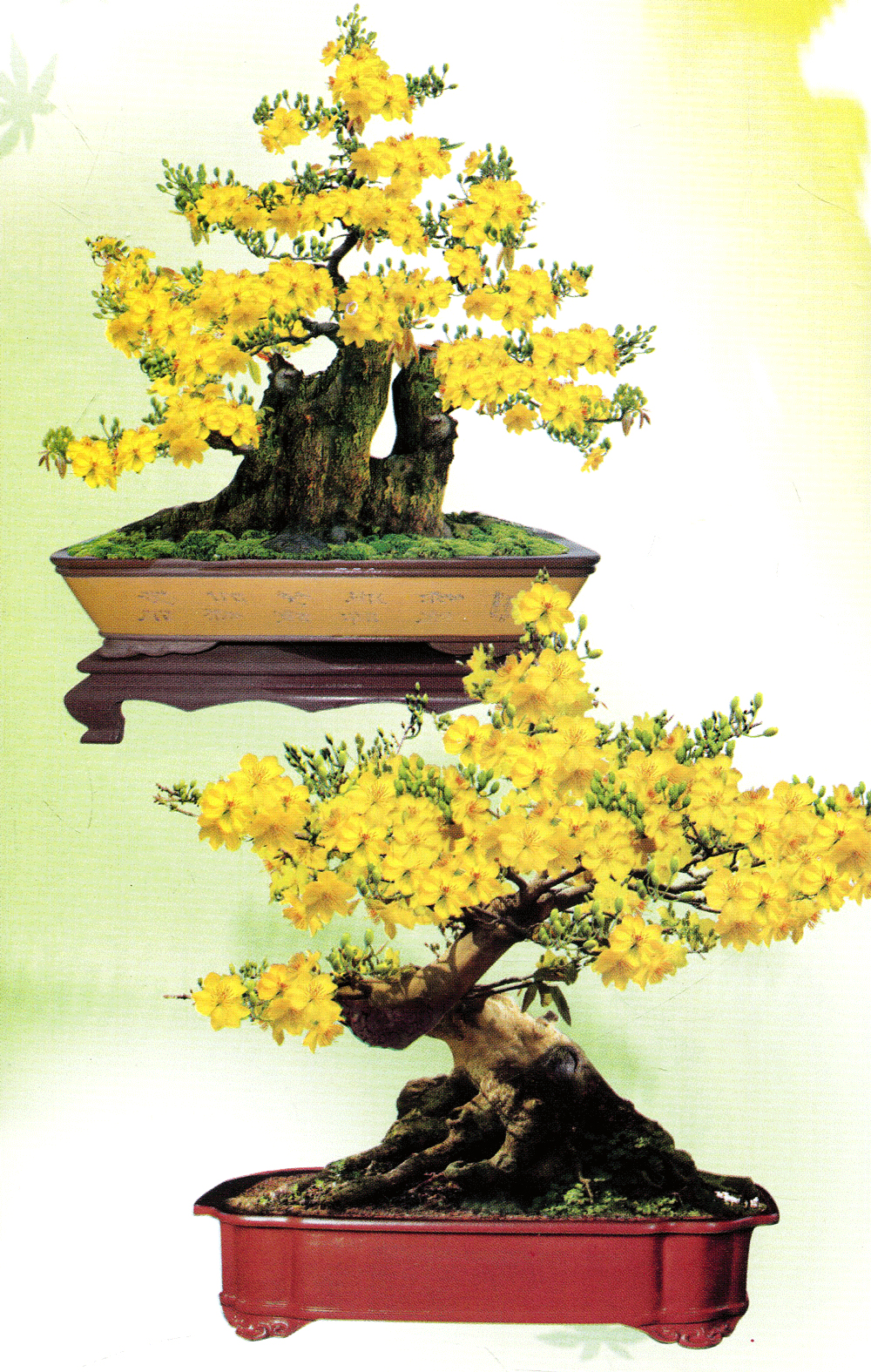 trồng mai - kỹ thuật bón tưới, phòng trừ sâu rầy, bệnh hại