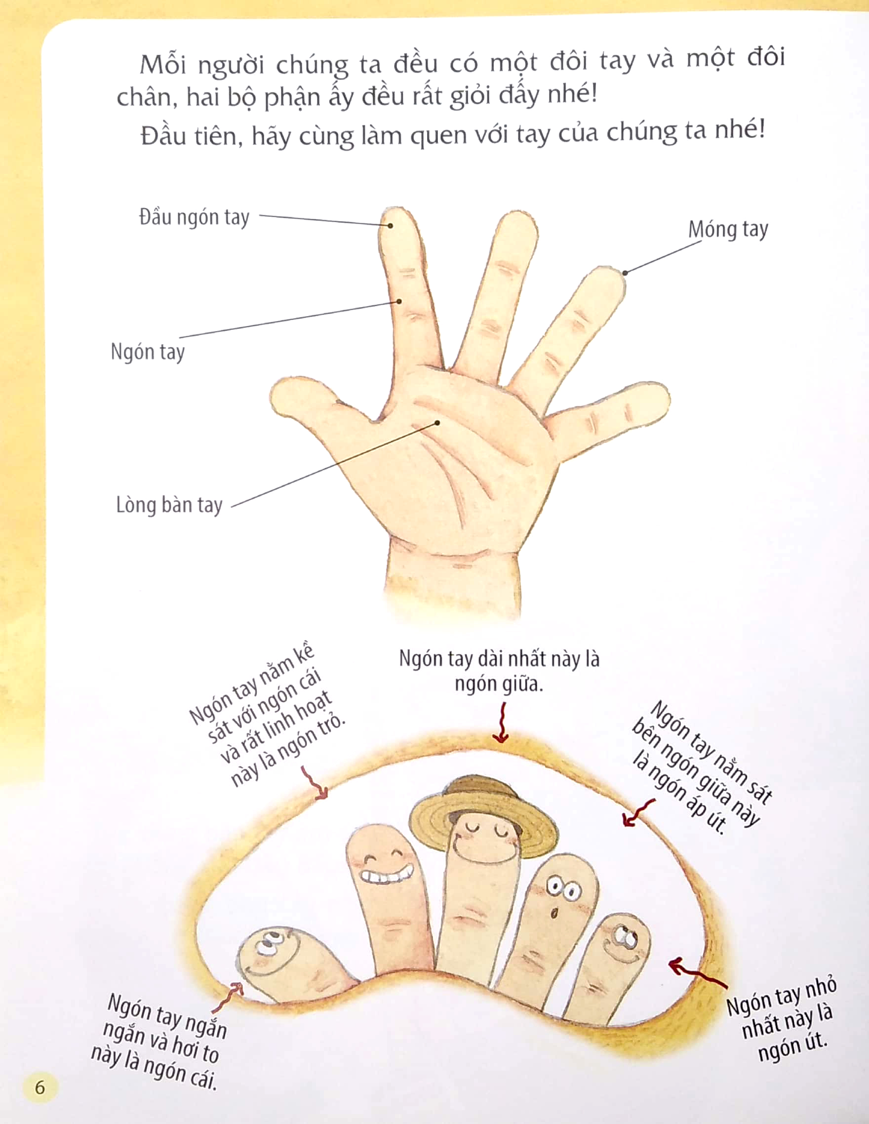 từ đầu đến chân, bao điều bí mật - tay và chân