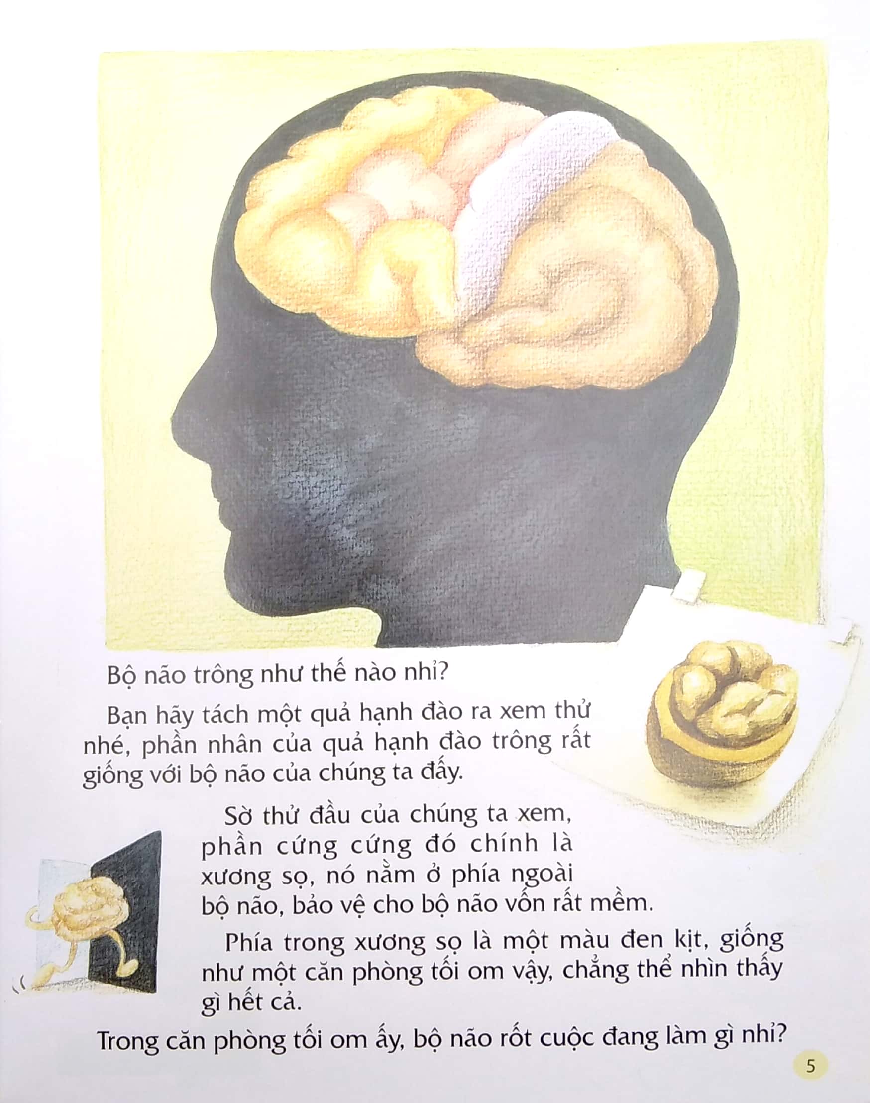 từ đầu đến chân, bao điều mới lạ - não bộ