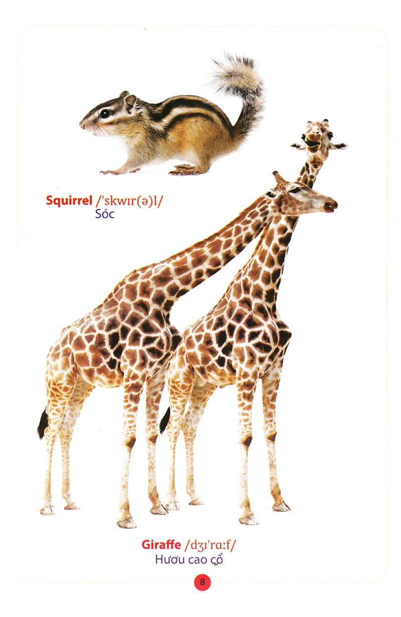 từ điển anh – việt bằng hình động vật