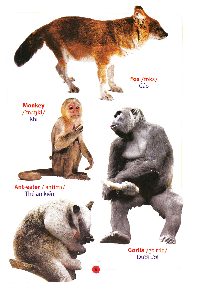 từ điển anh – việt bằng hình động vật