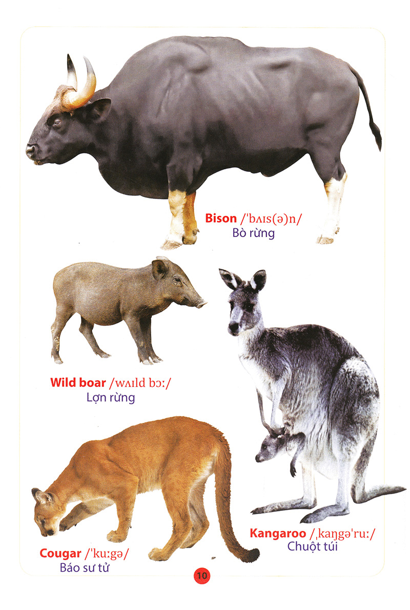 từ điển anh – việt bằng hình động vật