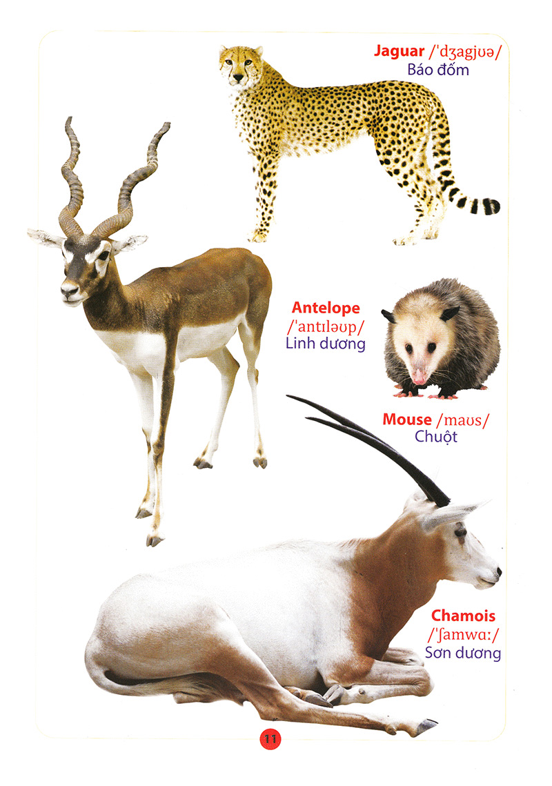 từ điển anh – việt bằng hình động vật
