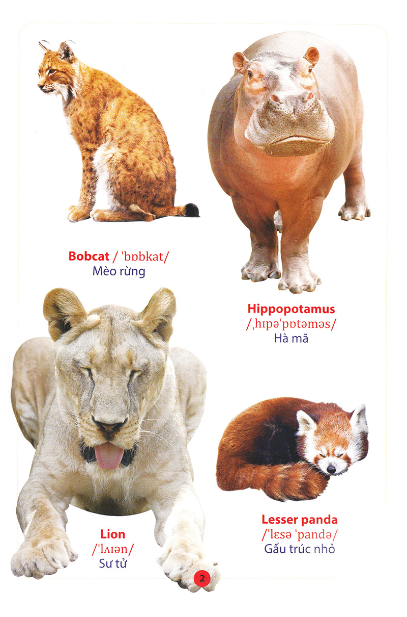 từ điển anh – việt bằng hình động vật