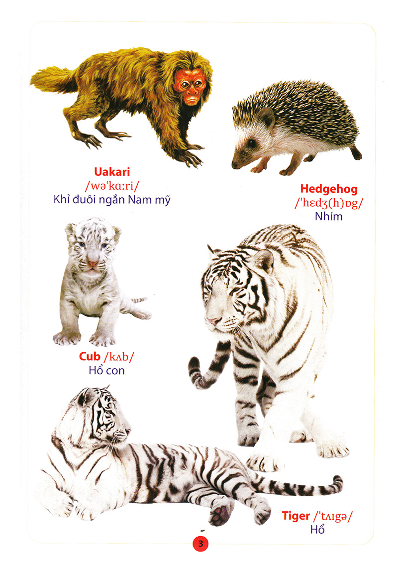 từ điển anh – việt bằng hình động vật