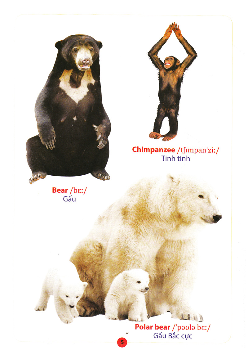 từ điển anh – việt bằng hình động vật