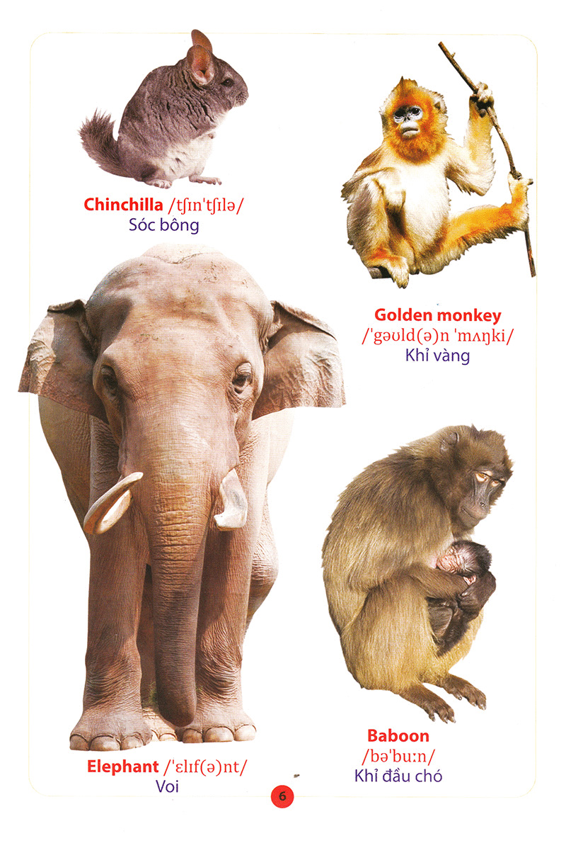từ điển anh – việt bằng hình động vật