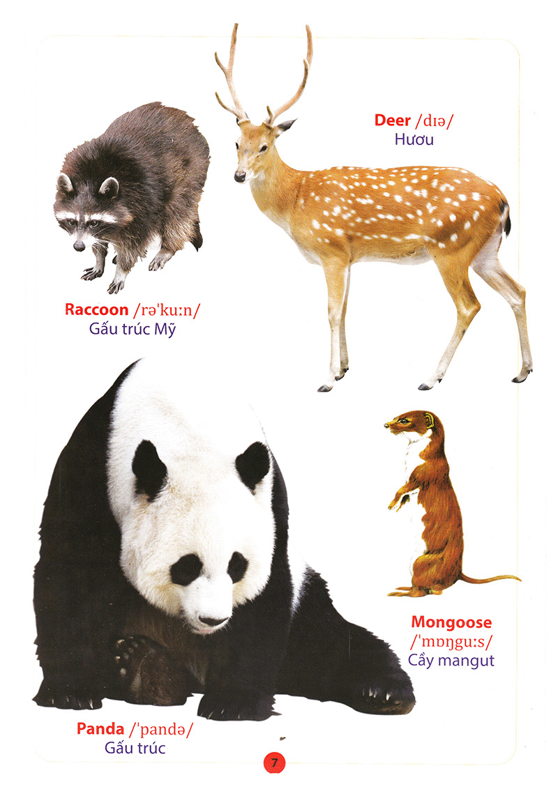 từ điển anh – việt bằng hình động vật