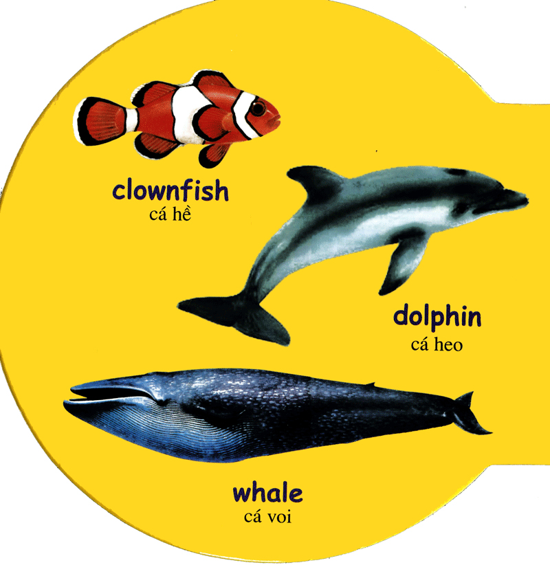 từ điển anh - việt bằng hình: sea animals - động vật biển