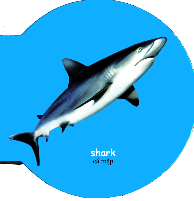 từ điển anh - việt bằng hình: sea animals - động vật biển