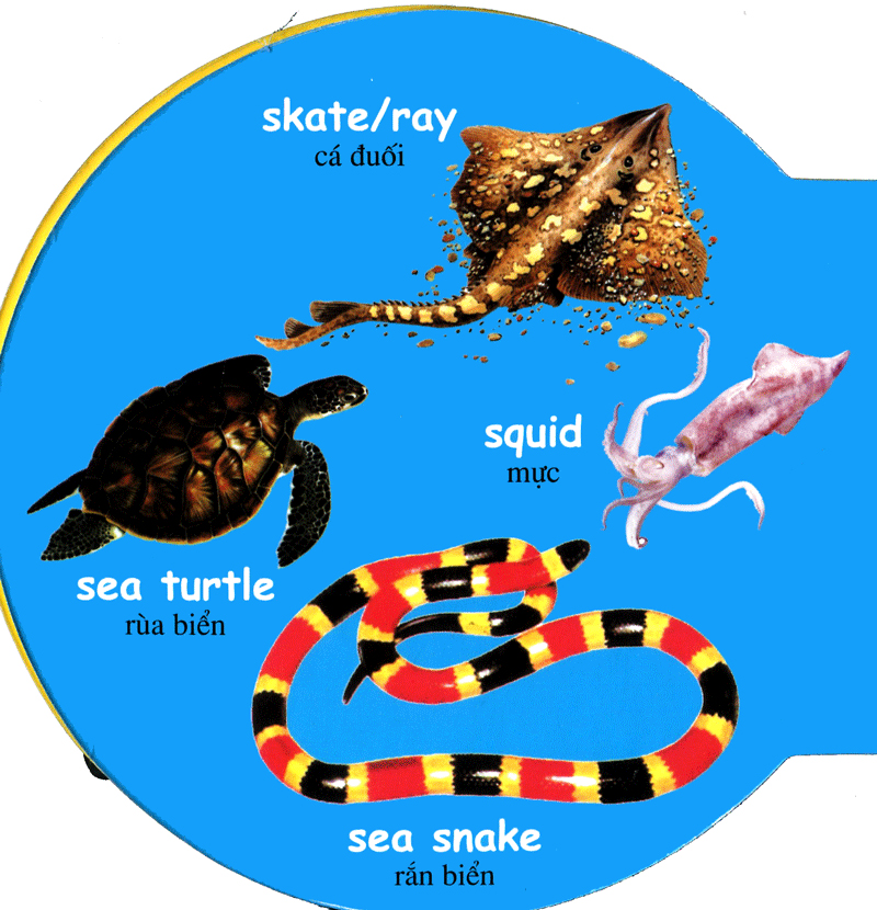 từ điển anh - việt bằng hình: sea animals - động vật biển