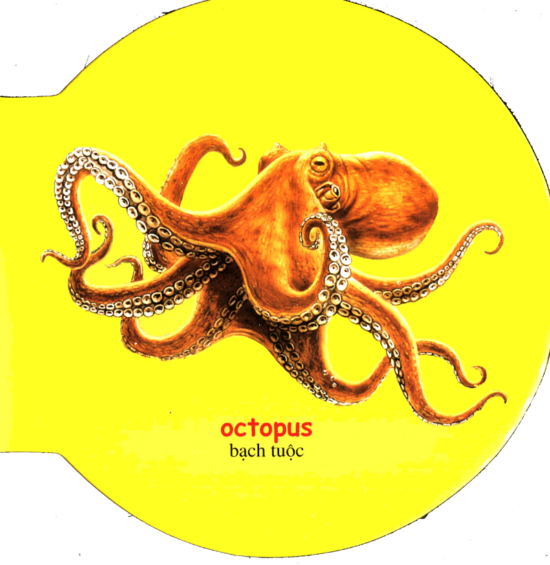 từ điển anh - việt bằng hình: sea animals - động vật biển