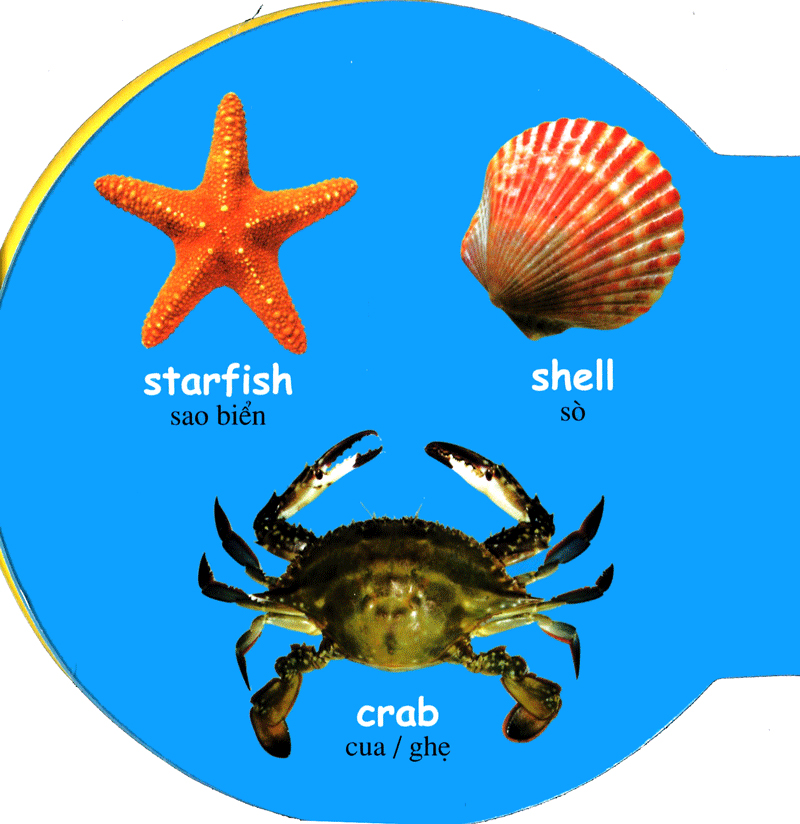 từ điển anh - việt bằng hình: sea animals - động vật biển