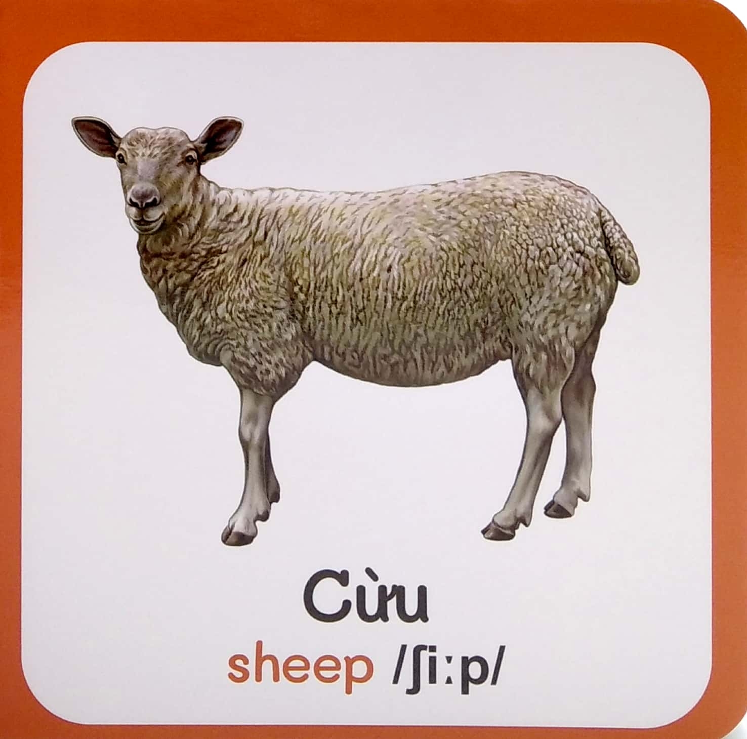 từ điển bằng hình đầu tiên của bé - baby's first picture dictionary - farm animals - động vật nuôi