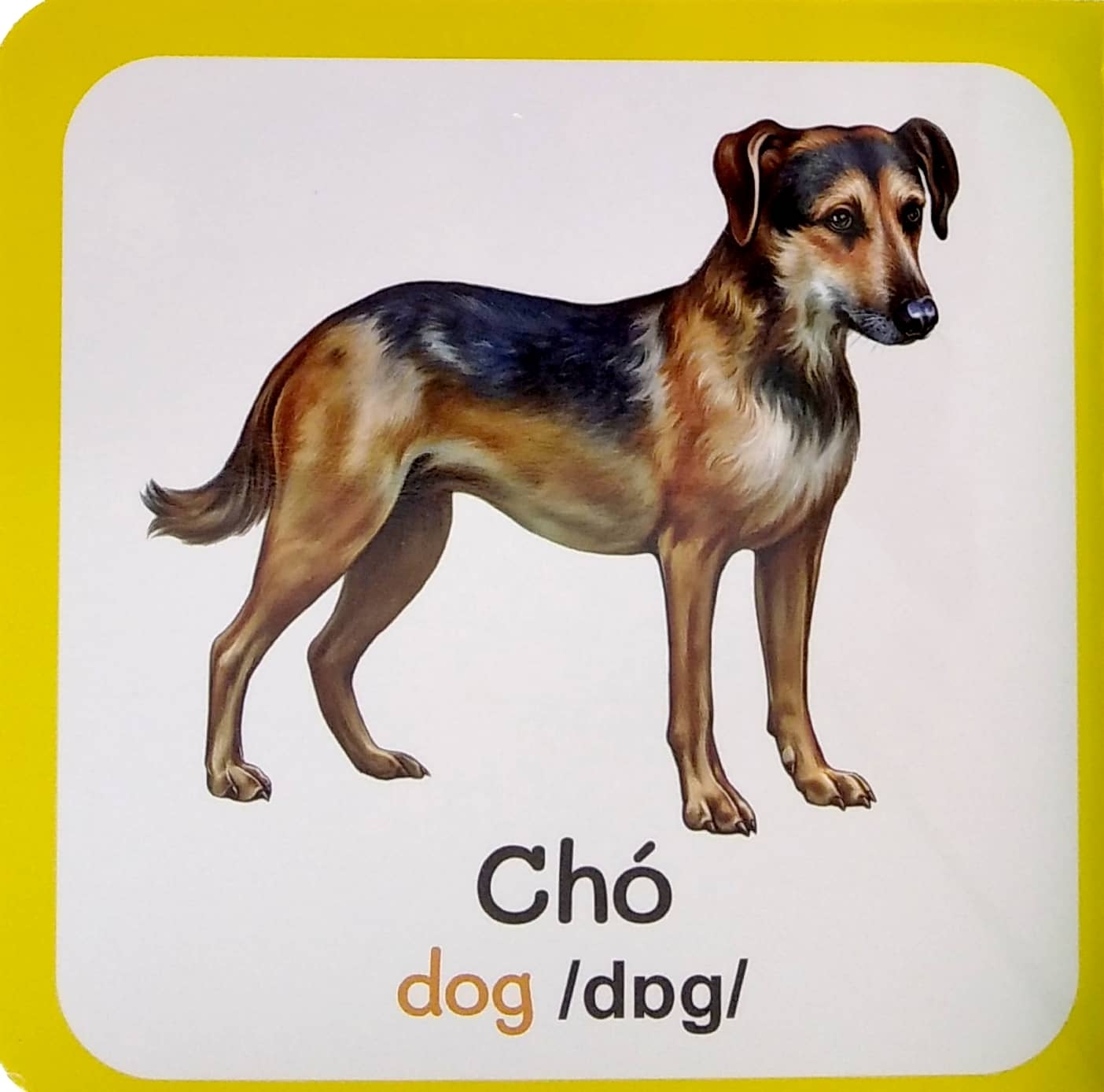 từ điển bằng hình đầu tiên của bé - baby's first picture dictionary - farm animals - động vật nuôi