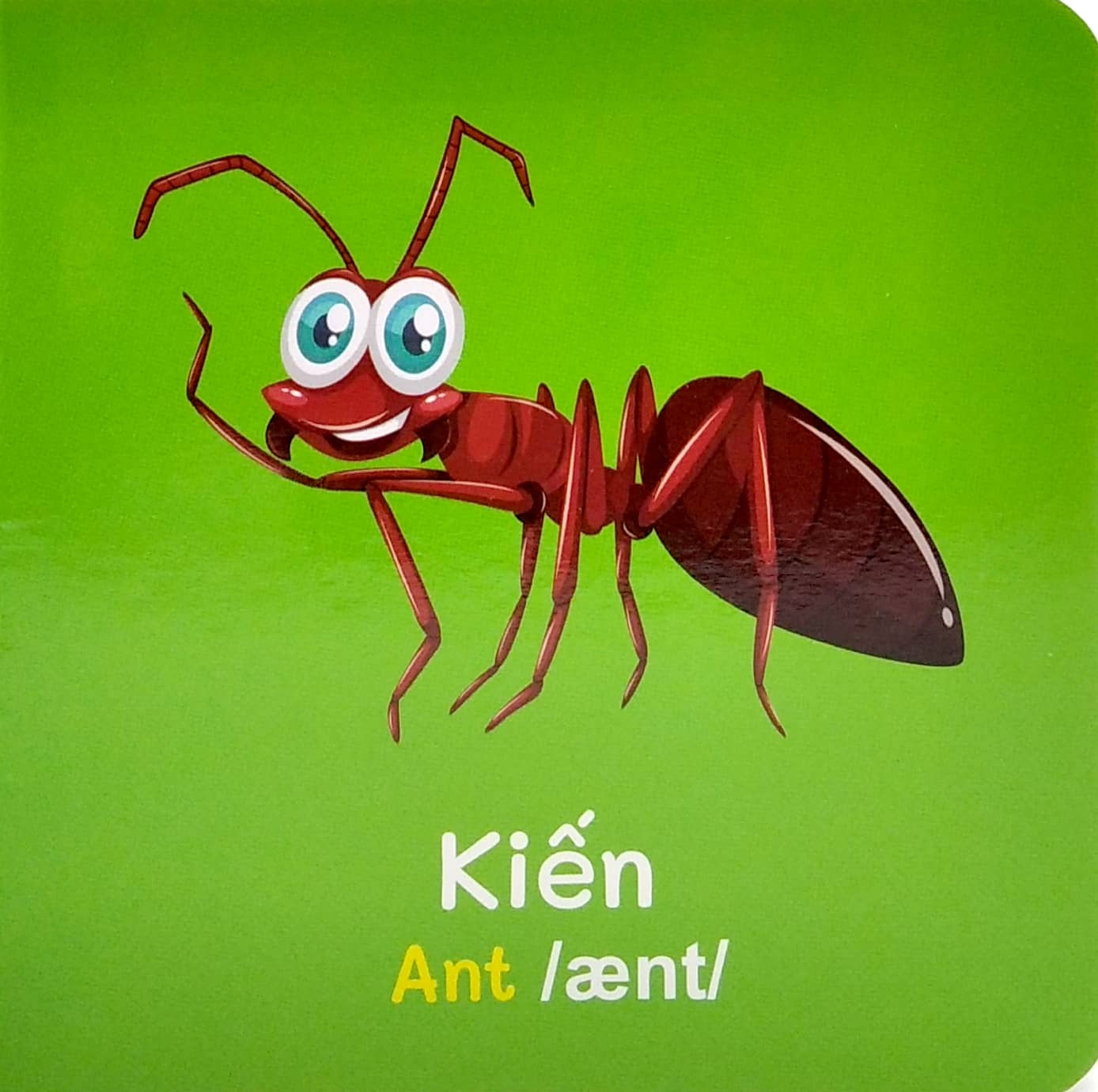 từ điển bằng hình đầu tiên của bé - baby's first picture dictionary - insects - côn trùng