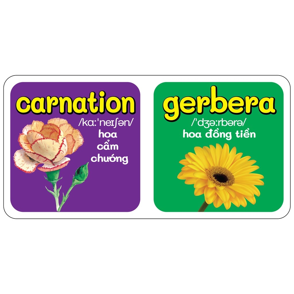 từ điển bằng hình đầu tiên của bé - flowers - hoa