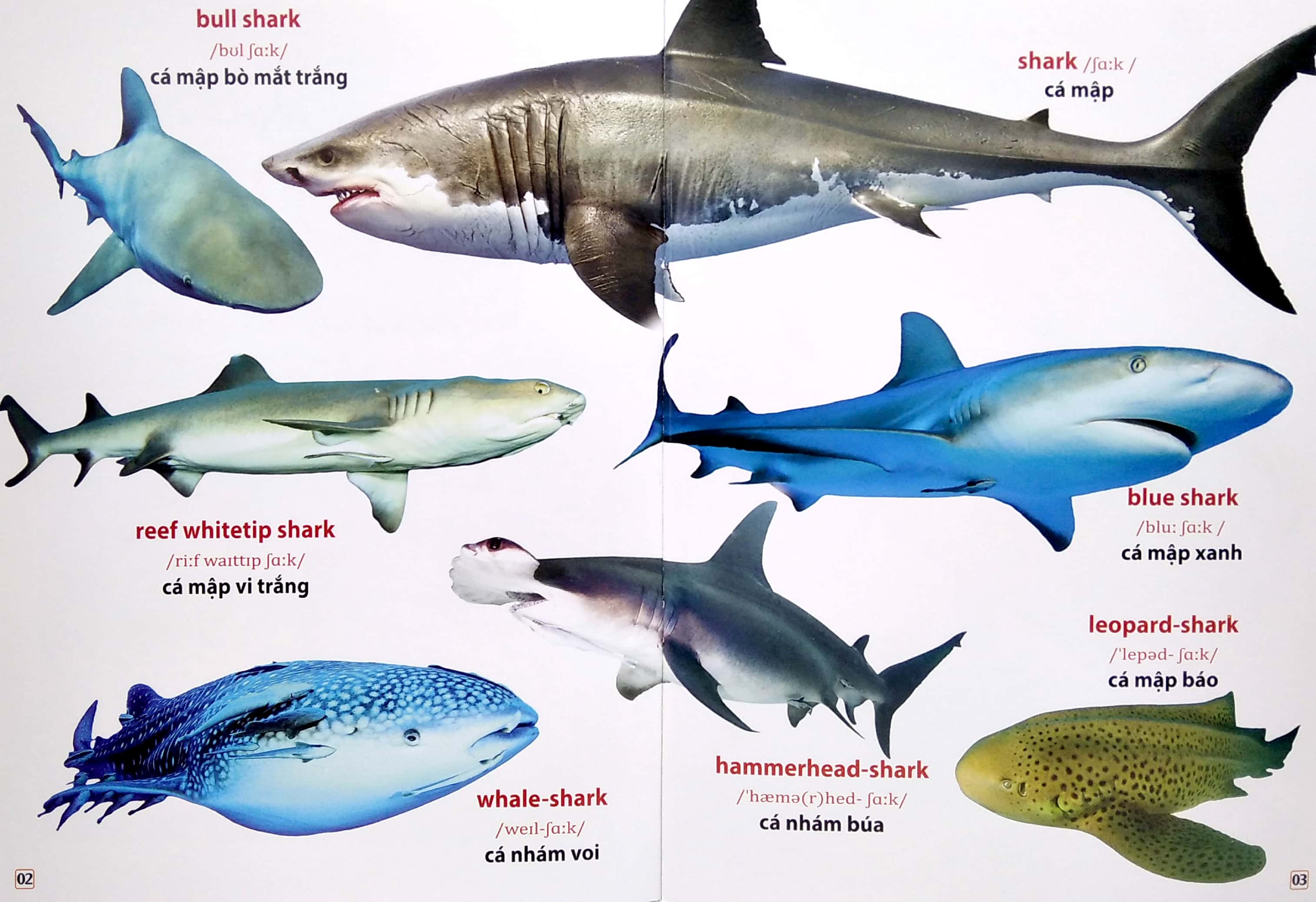 từ điển bằng hình - động vật dưới nước (song ngữ anh - việt)