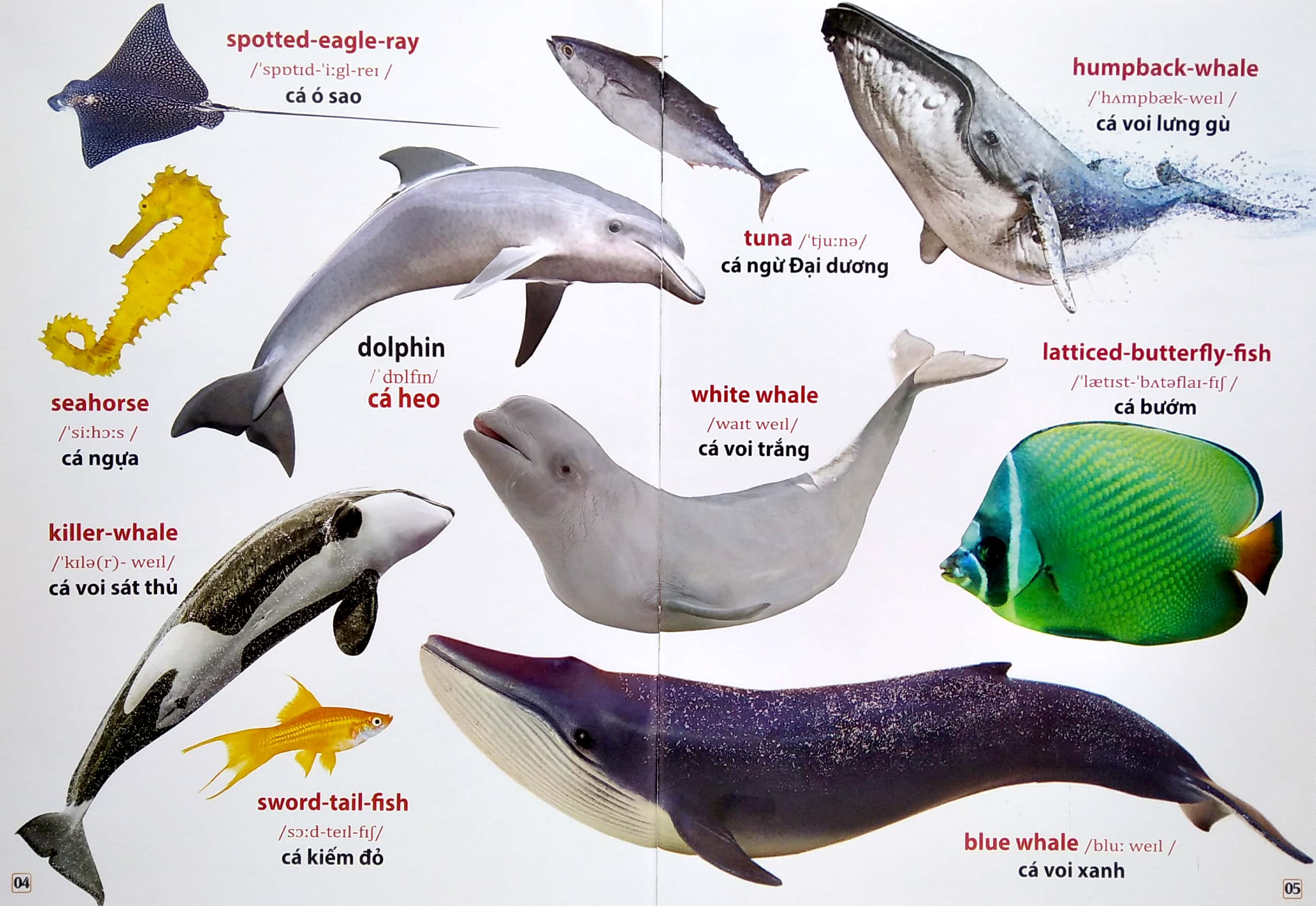 từ điển bằng hình - động vật dưới nước (song ngữ anh - việt)