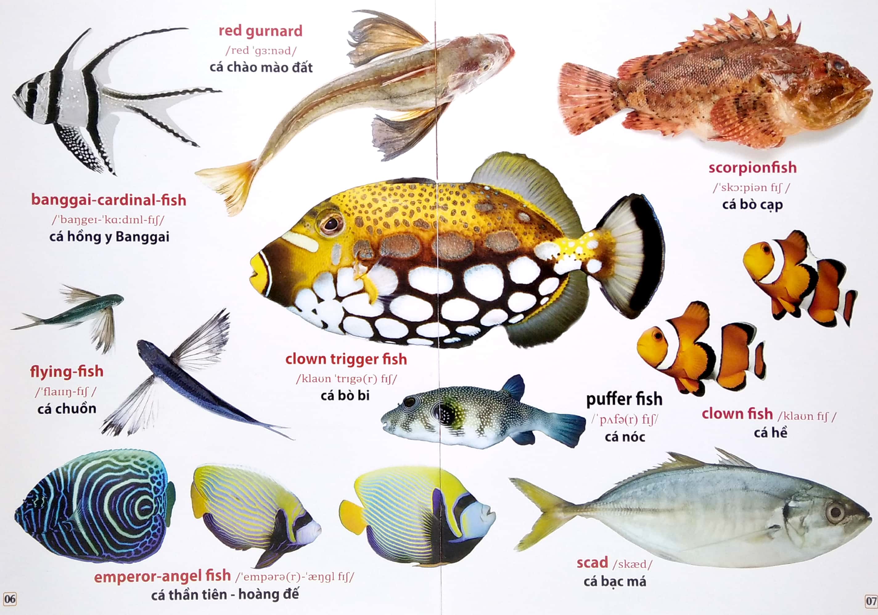 từ điển bằng hình - động vật dưới nước (song ngữ anh - việt)
