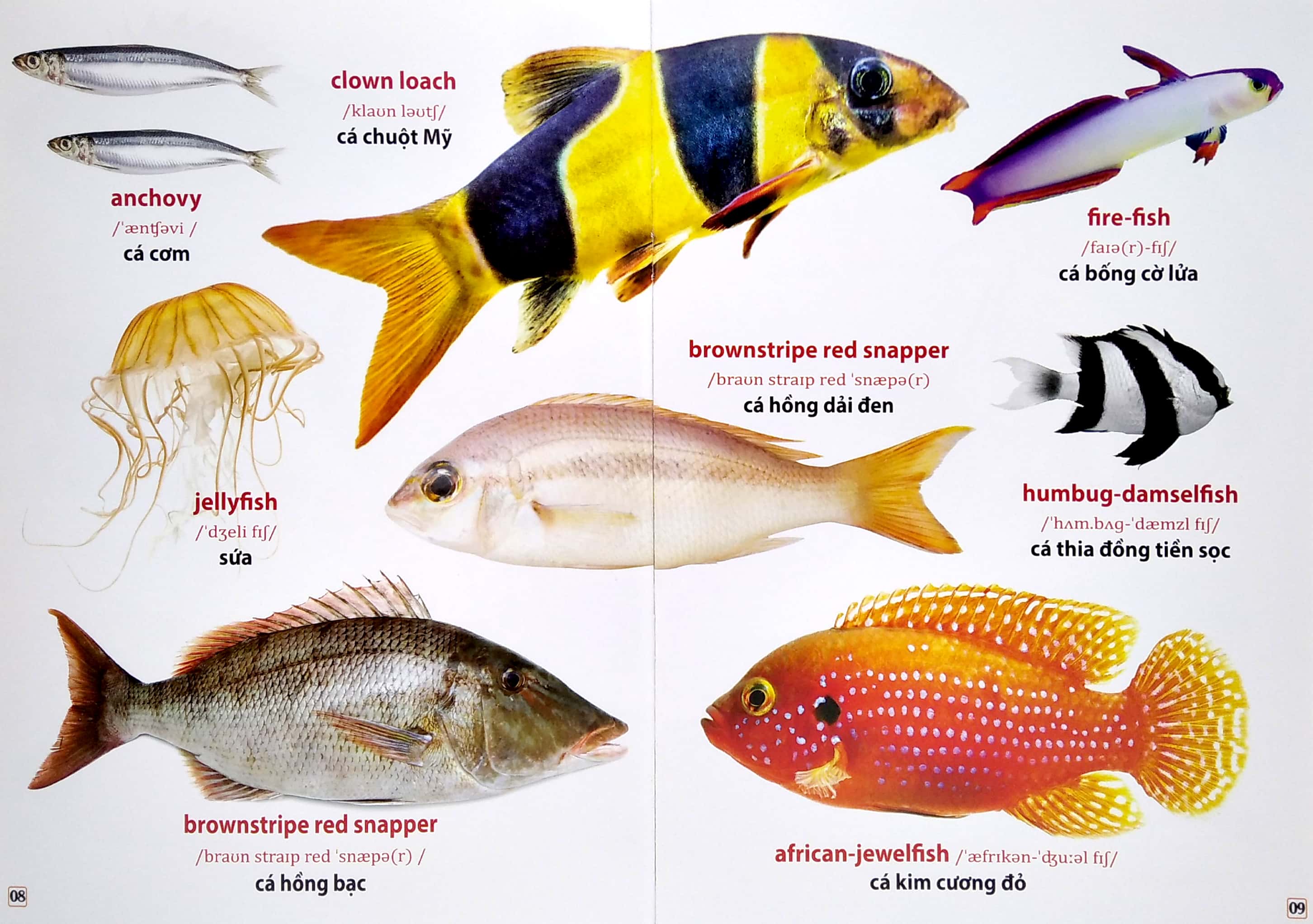 từ điển bằng hình - động vật dưới nước (song ngữ anh - việt)