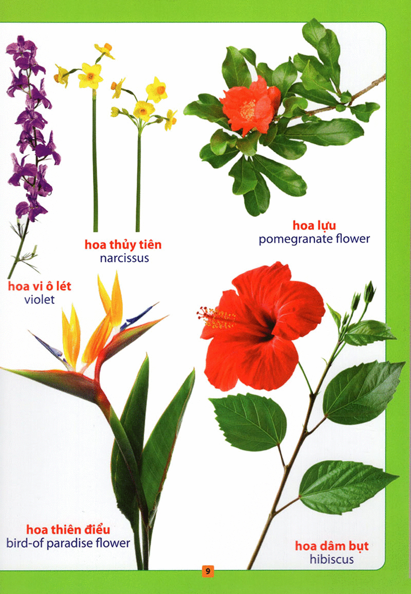 từ điển bằng hình - hoa, quả, rau củ (tái bản 2018)