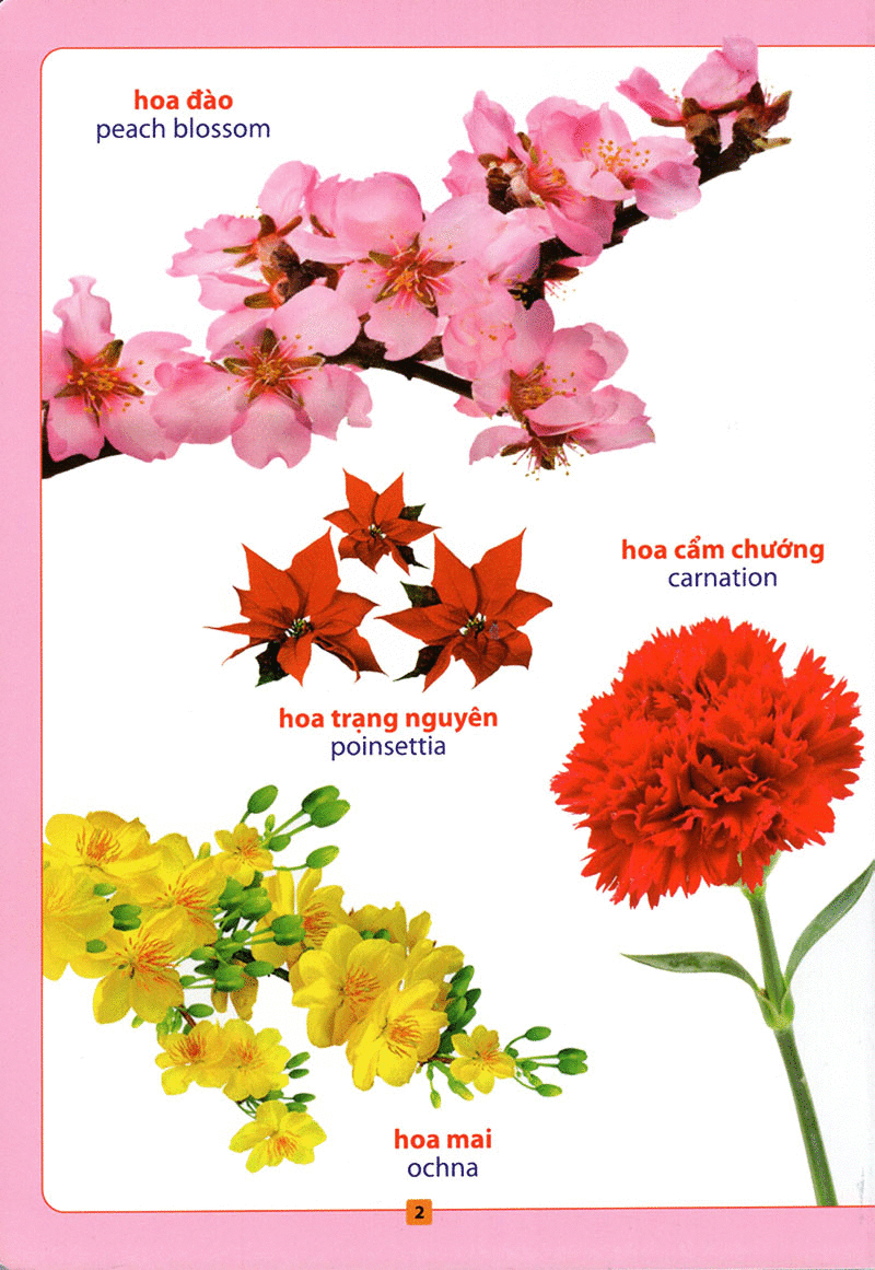 từ điển bằng hình - hoa, quả, rau củ (tái bản 2018)