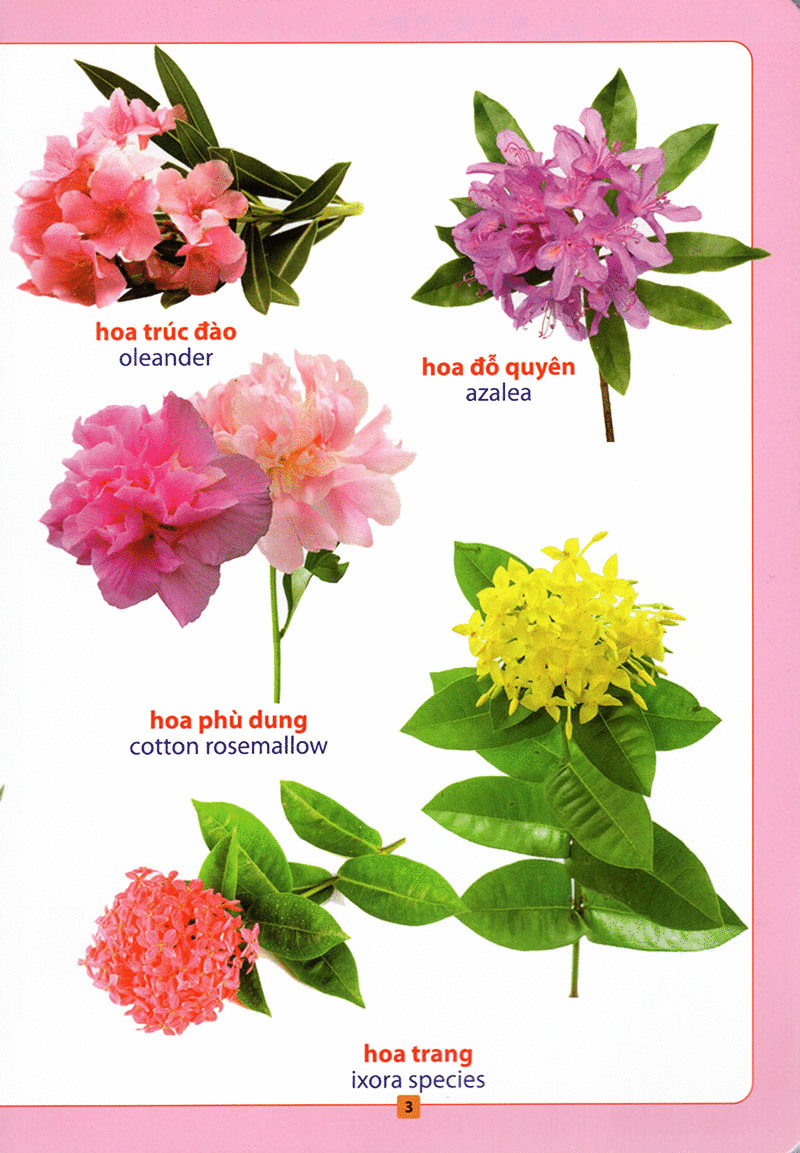 từ điển bằng hình - hoa, quả, rau củ (tái bản 2018)