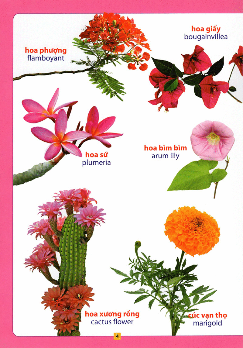 từ điển bằng hình - hoa, quả, rau củ (tái bản 2018)