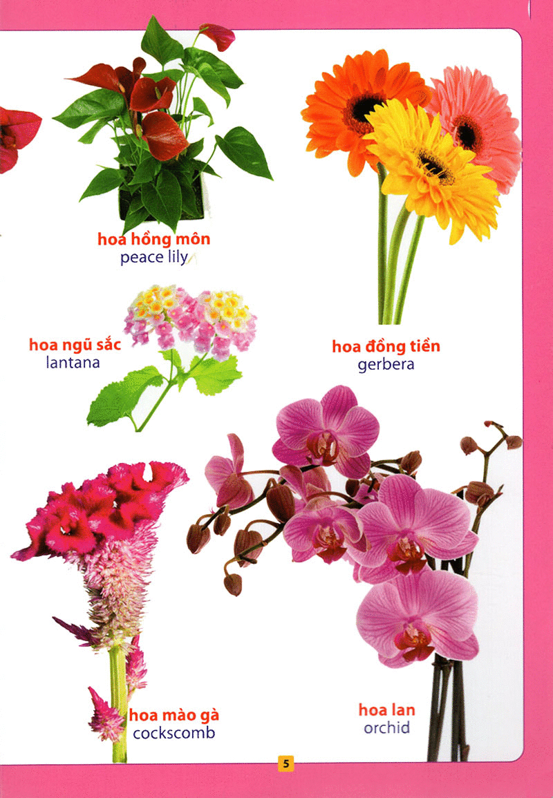 từ điển bằng hình - hoa, quả, rau củ (tái bản 2018)