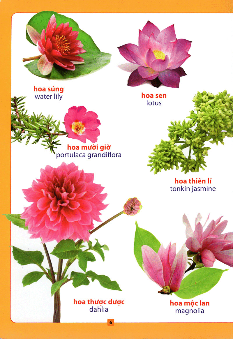 từ điển bằng hình - hoa, quả, rau củ (tái bản 2018)