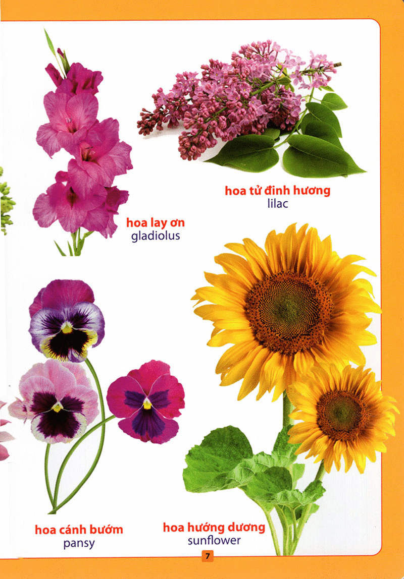 từ điển bằng hình - hoa, quả, rau củ (tái bản 2018)