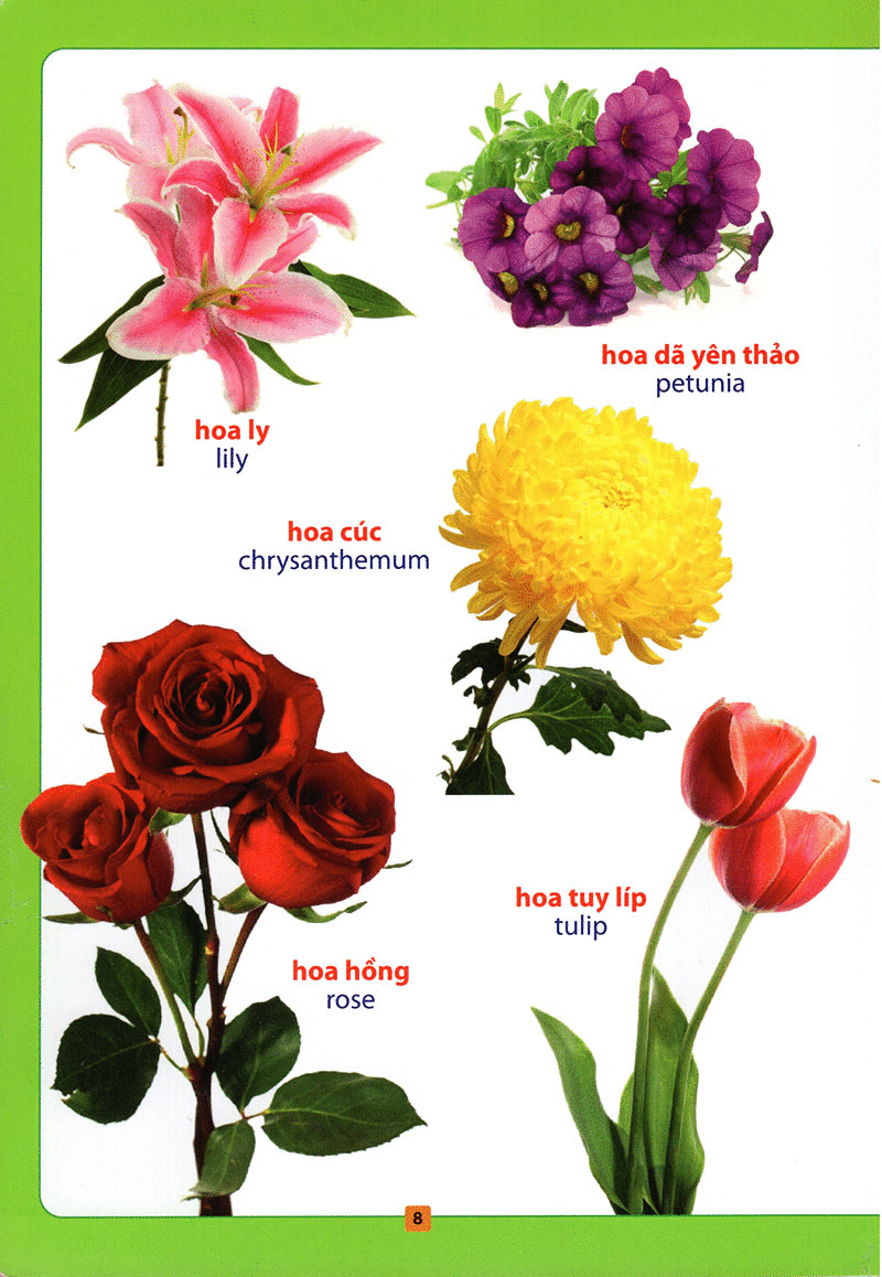từ điển bằng hình - hoa, quả, rau củ (tái bản 2018)